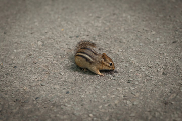 Chipmunk on concrete for food in zoo