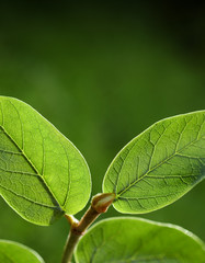 Fresh green leaves