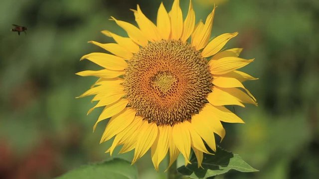 bees are flying around sunflower to suck nectar