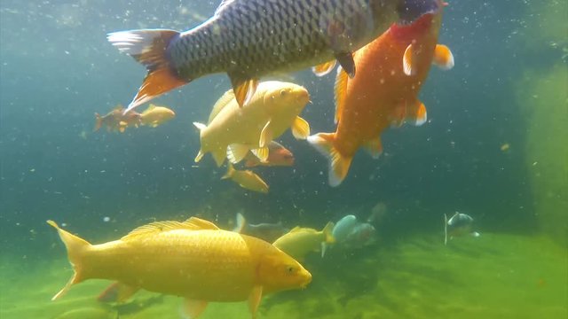 Underwater view of Koi fish swimming on surface pond in japanese garden