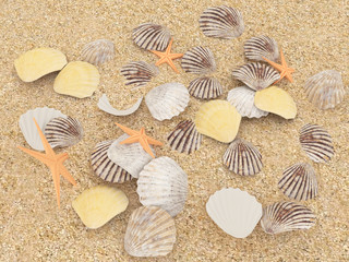 3d illusstration Starfish and shells on a sand beach.