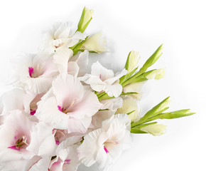 Beautiful gladiolus flowers on  white background