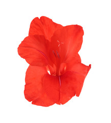 Beautiful gladiolus flower on  white background
