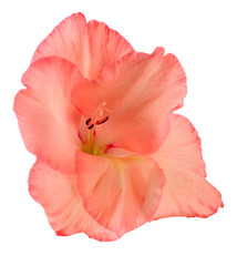 Beautiful gladiolus flower on  white background