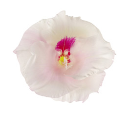 Beautiful gladiolus flower on  white background
