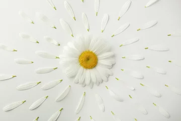 Foto op Plexiglas Daisy flower with petals on white background © Africa Studio