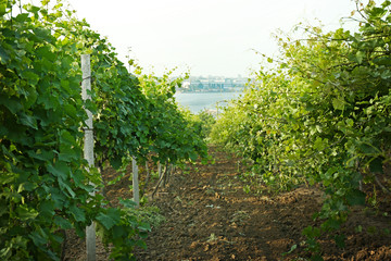 Fototapeta na wymiar Green vineyard on plantation