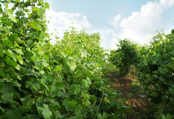 Green vineyard on plantation