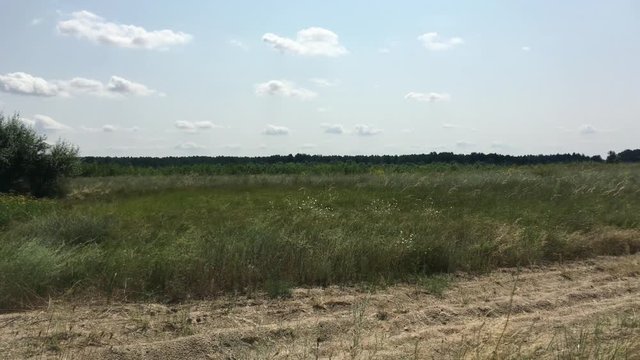 Panorama wild steppe areas near the forest, the movement of the camera from left to right