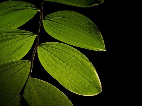 Photograph of alternating backlit leaves of a Solomon's Seal, or Polygonatum plant isolated against a black background.