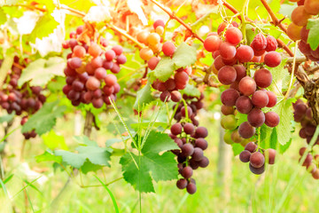 Ripe grapes in the vineyard,in the autumn season