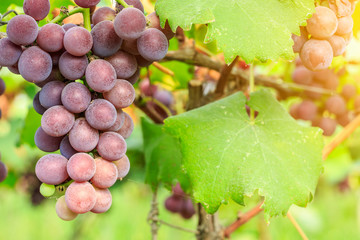 Ripe grapes in the vineyard,in the autumn season