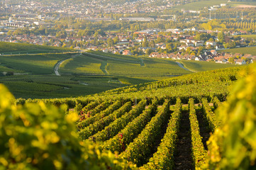 Champagne vineyards in Marne department, France