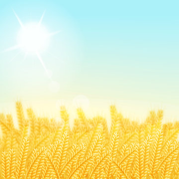 vector illustration. Wheat field on a Sunny morning. Background