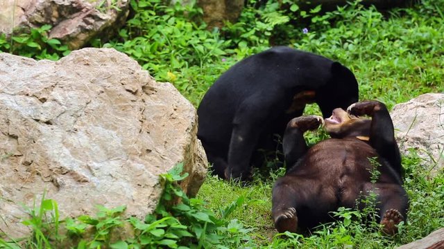malayan sun bear or honey bear in mating season