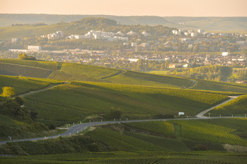 Fototapeta na wymiar Champagne vineyards in Marne department, France