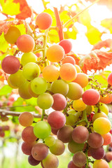 Ripe grapes in the vineyard,in the autumn season