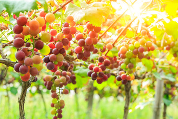 Ripe grapes in the vineyard,in the autumn season