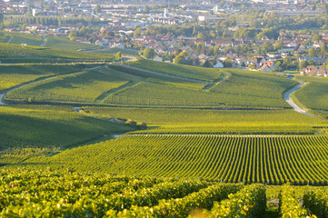 Fototapeta na wymiar Champagne vineyards in Marne department, France