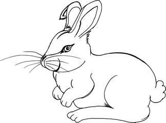 cottontail rabbit illustration, hand drawn pencil sketch isolated on white background, animal clip art or graphic art image, cute adorable Easter bunny rabbit, farm animal, domestic pet animal