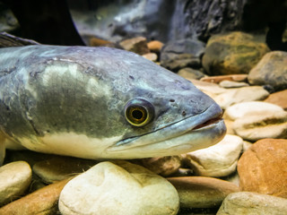 Underwater view of a Spotted (cobra) snakehead fish (Channa marulius)