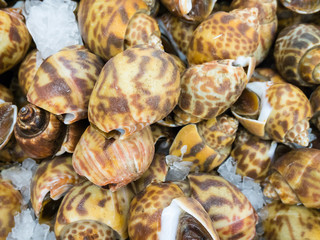 Fresh Spotted babylon on ice