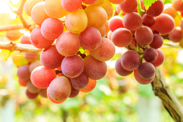 Ripe grapes in the vineyard,in the autumn season