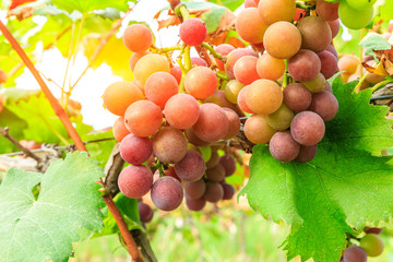 Ripe grapes in the vineyard,in the autumn season