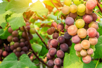 Ripe grapes in the vineyard,in the autumn season