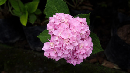 Pink Hydrangea Flower Blooming