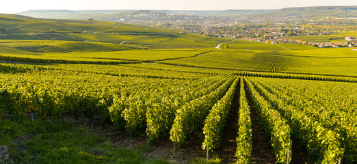 Champagne vineyards in Marne department, France © FreeProd