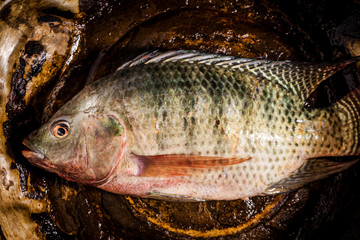 Fresh tilapia or nile tilapia fish in pot