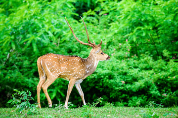 Animal, Indian Spotted Deer, Axis axis in the wild with copy spa