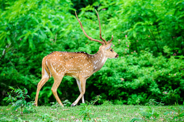 Naklejka na ściany i meble Animal, Indian Spotted Deer, Axis axis in the wild with copy spa