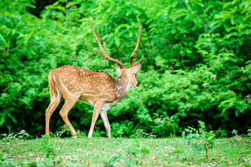 Naklejka na ściany i meble Animal, Indian Spotted Deer, Axis axis in the wild with copy spa