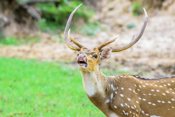 Animal, Indian Spotted Deer, Axis axis in the wild with copy spa