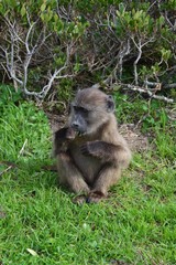 Baboon, Cape Point, Capetown South Africa