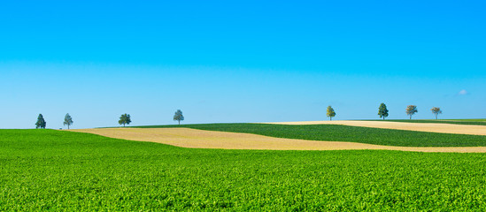 Green trees in a fields on blue sky, Champagne, France