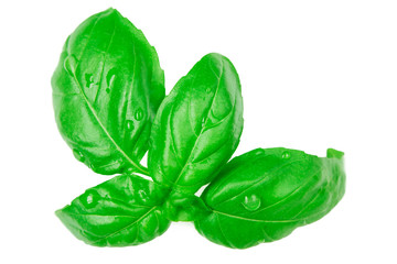 Fresh basil leaves with water drops isolated on white background.