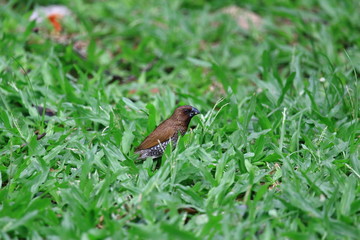 Scaly- Breasted Munia Bird Eating Grass Seed On the Lawn