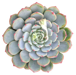 Succulent Clip Art