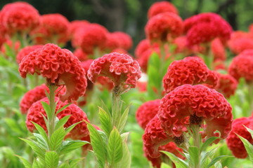 Red Cockscomb Blooming In Flower Bed