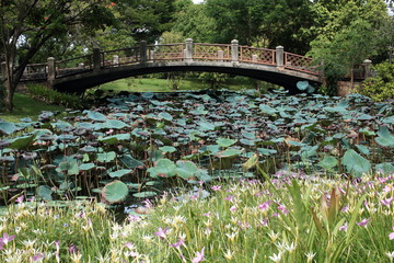 Cement Bridge Across Water Lily Field