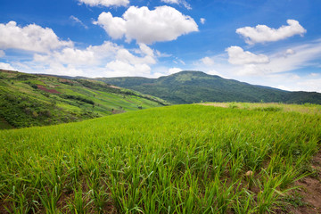 Fototapeta na wymiar green terraced rice field at Phutabberk in Phetchabun,Thailand