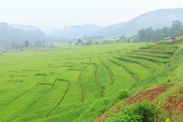 rice terrace with the mist in sunrise time 