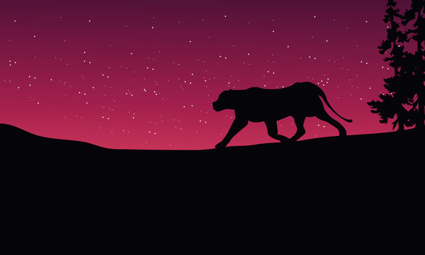 Lion at night scenery silhouettes