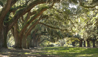 Forêt de chênes vivants - Situé à l& 39 extérieur de Charleston SC de l& 39 île St. John se trouve ce paysage étonnant.
