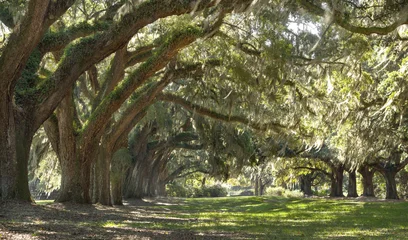 Aluminium Prints Trees Live Oak trees forest - Located outside of Charleston SC of St. John Island sits this amazing landscape. 