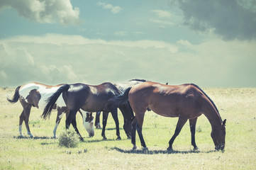 Four Horses Grazing on the Prairie