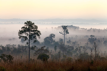 Naklejka na ściany i meble Fog in forest at Thung Salang Luang National Park Phetchabun,Tha